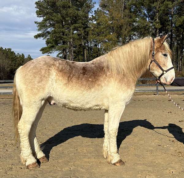 red-roan-belgian-gelding