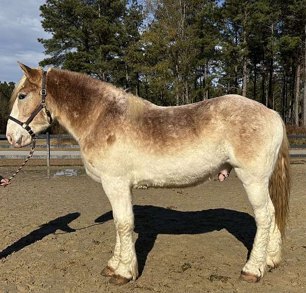 red-roan-gelding-for-sale