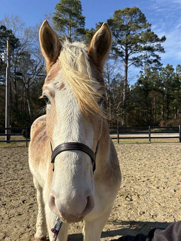 16-hand-belgian-gelding