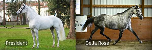 all-disciplines-westphalian-horse