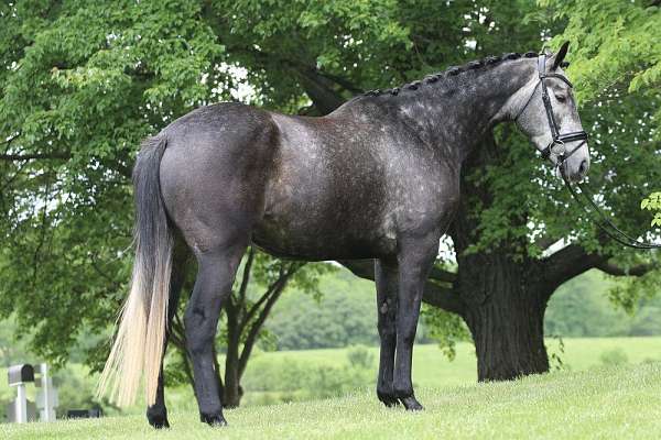 bella-westphalian-horse