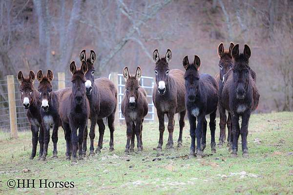 all-around-donkey