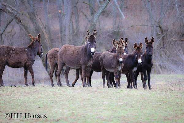 bay-all-around-horse
