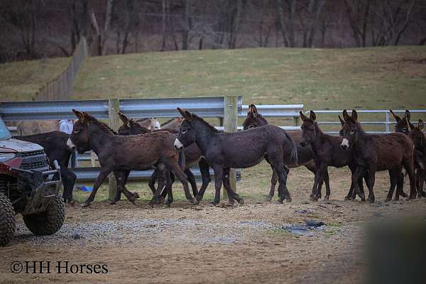 bay-donkey-mare