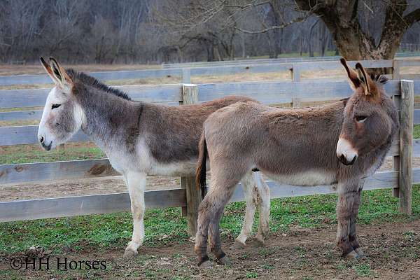 dun-sorrel-paint-horses-for-sale