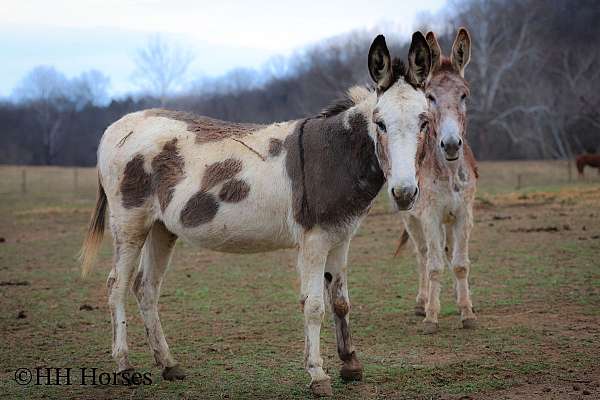 dun-sorrel-paint-horse