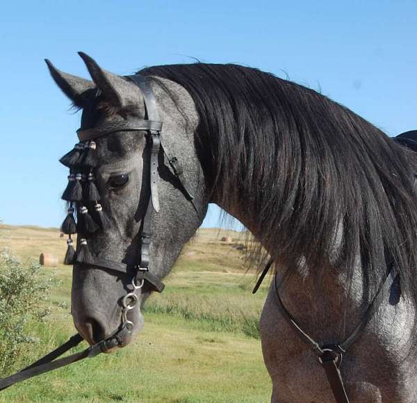 big-engine-mare