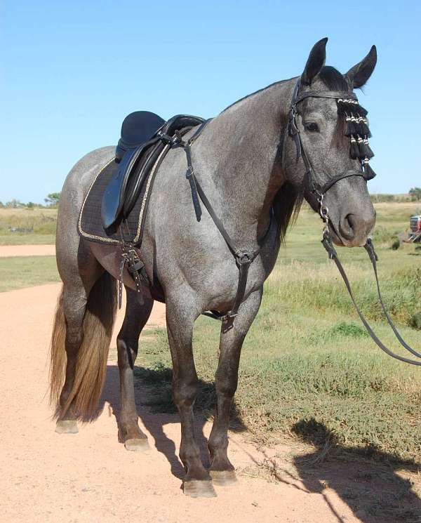 can-move-mare