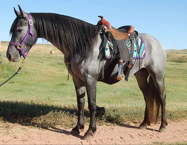 deadhead-mare