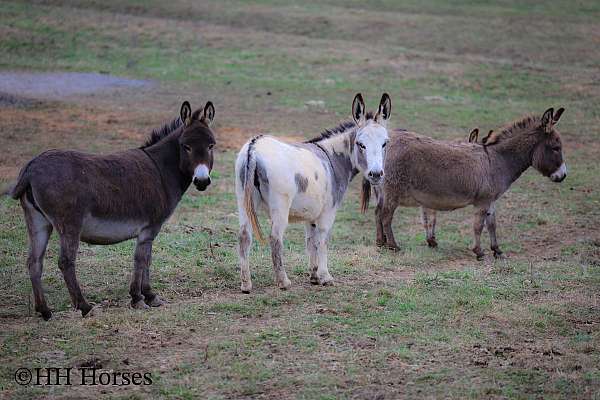 all-around-donkey