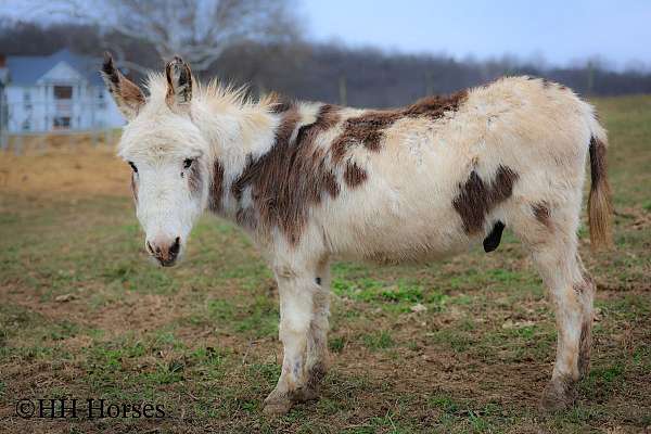 tobiano-donkey-mare