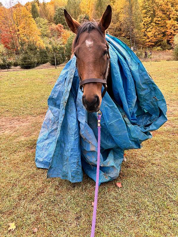 thoroughbred-mare