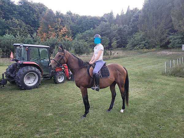 thoroughbred-horse-for-sale