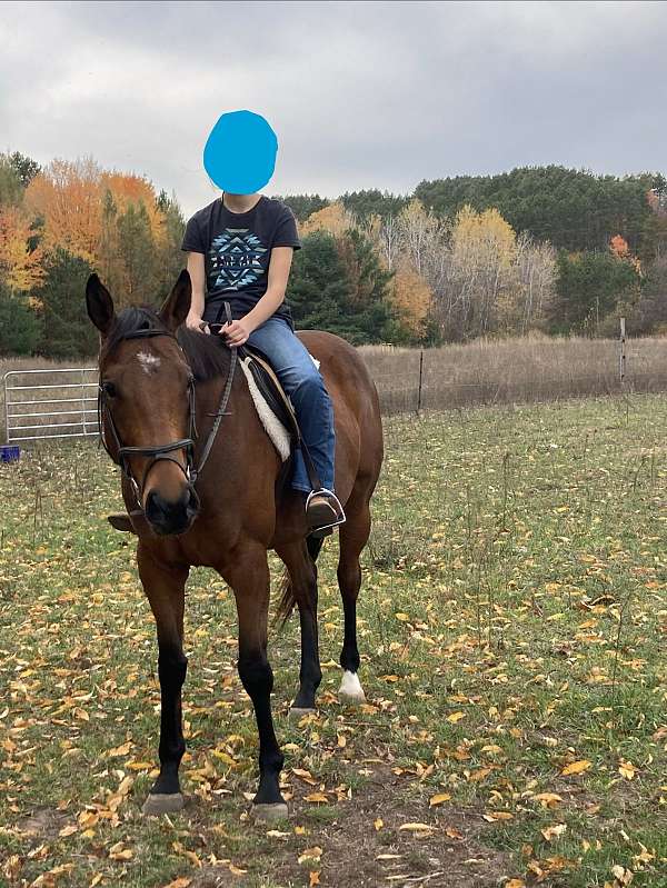 thoroughbred-horse