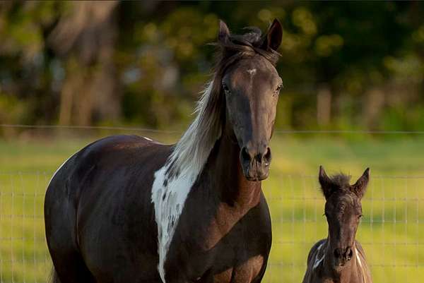 trail-class-co-spotted-saddle-horse
