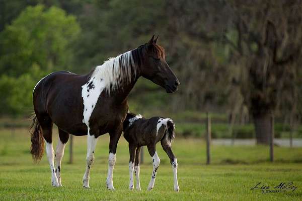 tobiano-black-white-with-cat-tracks-all-over-horse
