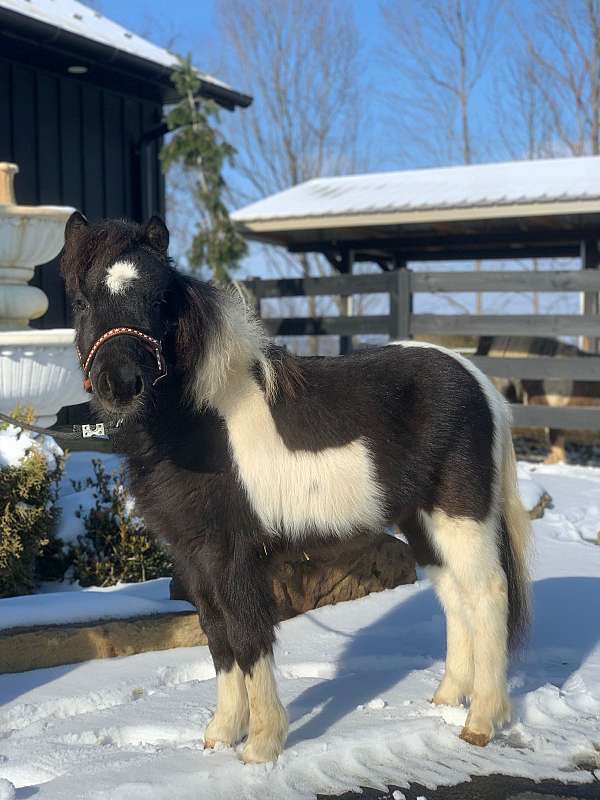 mini-pinto-pony
