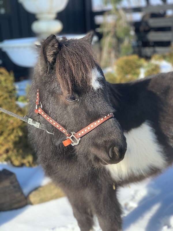 white-double-registered-pony