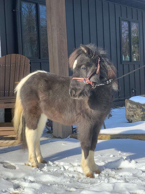 white-amha-pony