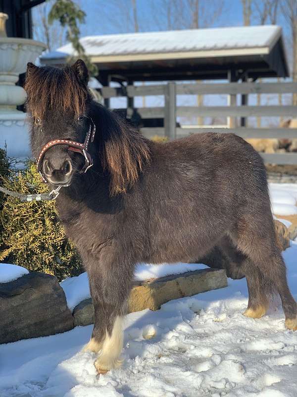 double-registered-show-miniature-pony