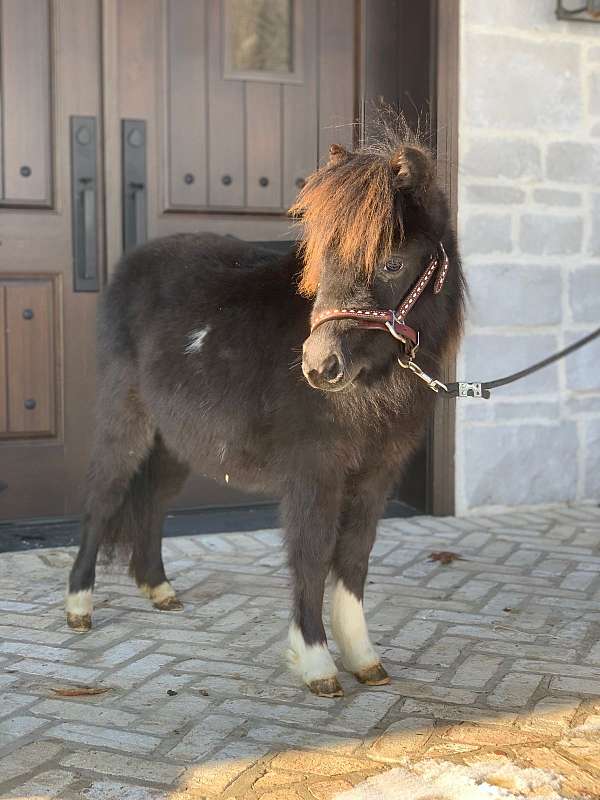 double-registered-show-pinto-pony