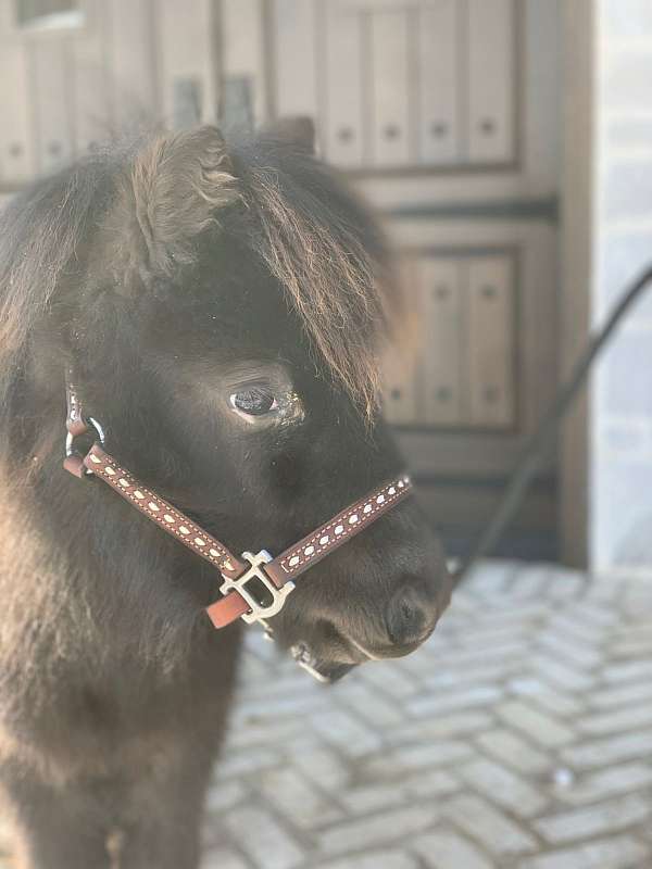 pinto-miniature-filly-broodmare