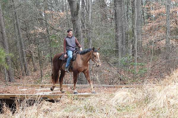 stripe-horse