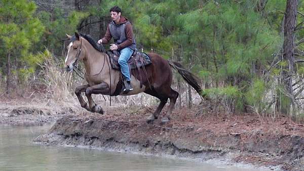 chestnut-stripe-horse