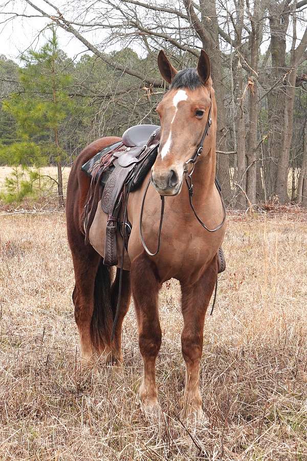 all-around-draft-horse