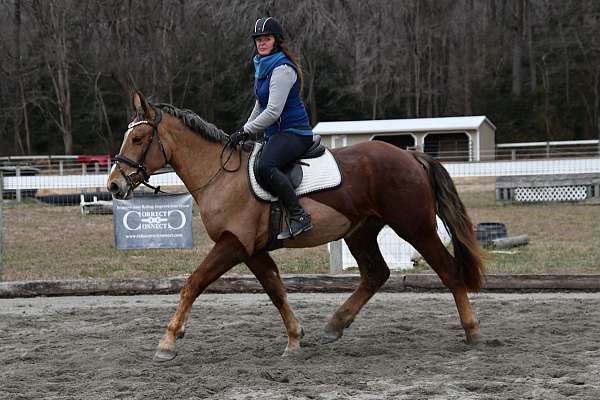 draft-horse