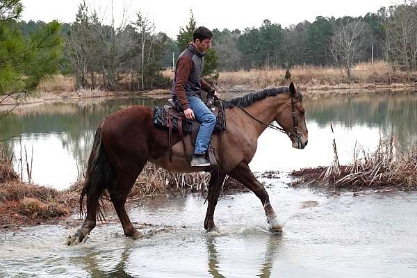 dressage-draft-horse