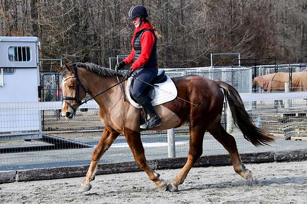 english-pleasure-draft-horse