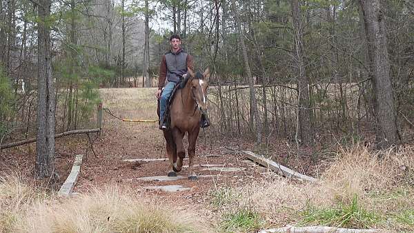 eventing-draft-horse