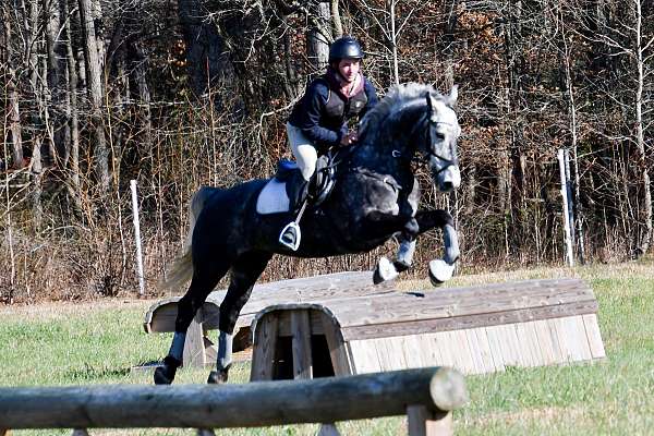 grey-athletic-horse