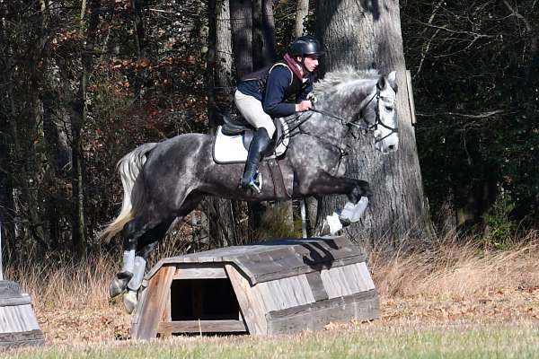 grey-cross-horse