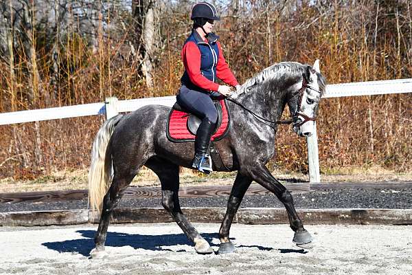 grey-all-around-horse
