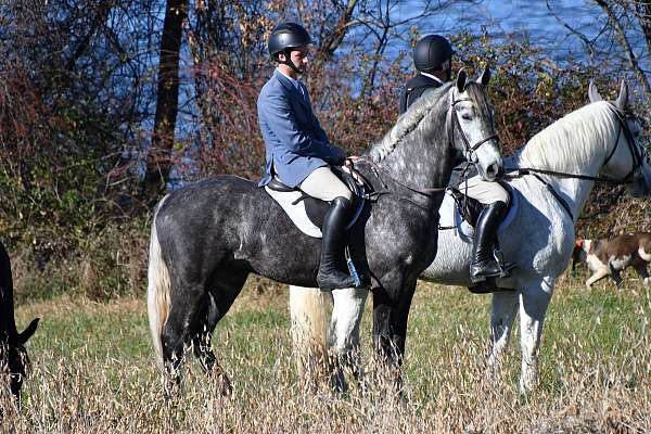 grey-dappled-horse