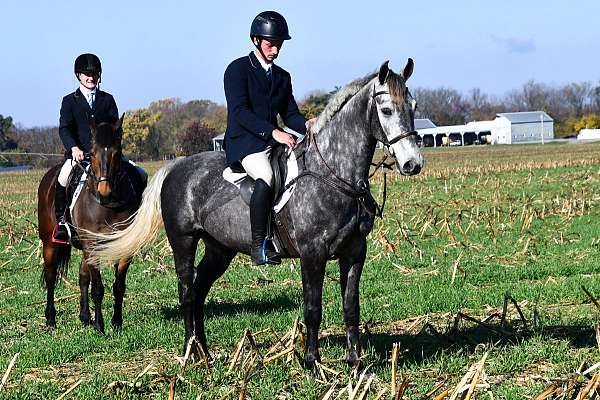grey-draft-horse