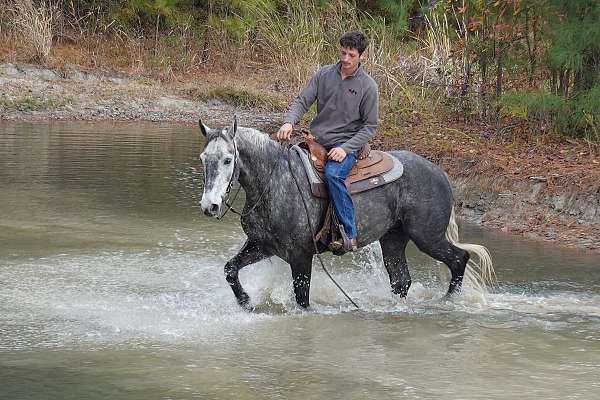 grey-dressage-horse