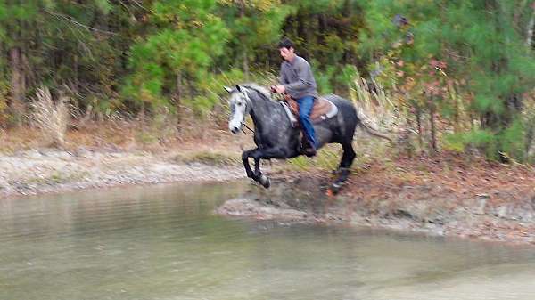 grey-endurance-horse