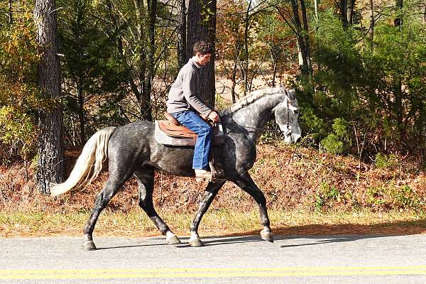 grey-eventing-horse