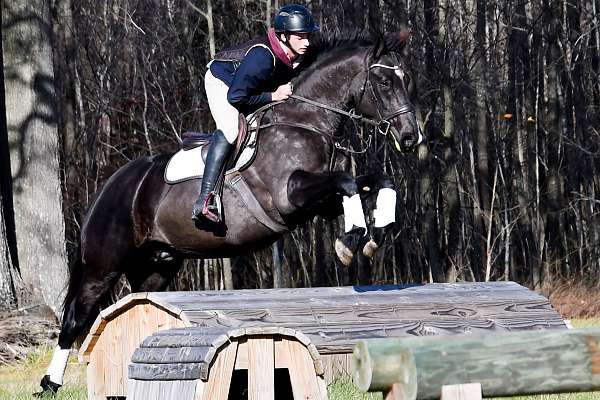 tr-percheron-horse