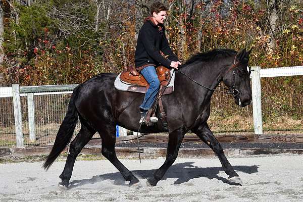 all-around-percheron-horse