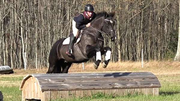 athletic-percheron-horse
