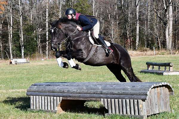 cross-percheron-horse