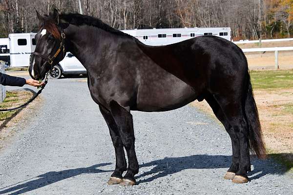 dappled-percheron-horse