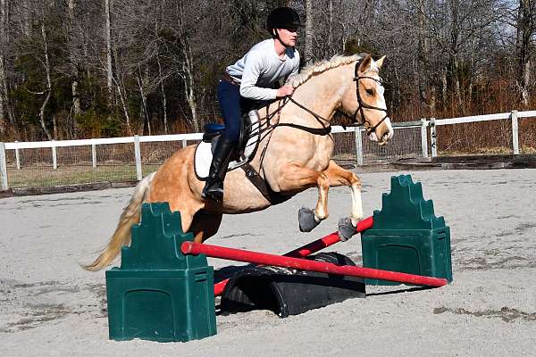 palomino-starte-horse