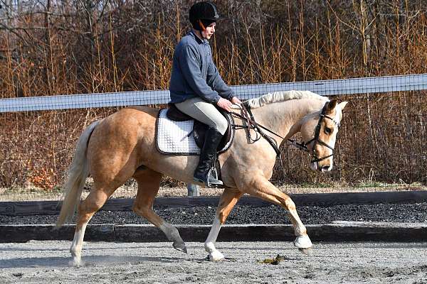 starte-horse