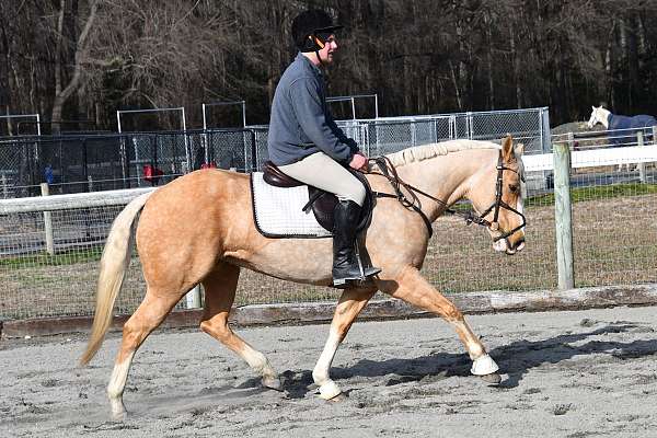 palomino-blaze-four-stockings-horse