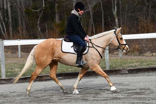 palomino-all-around-horse